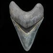 Serrated, Megalodon Tooth - Beautiful Tooth #72817-1
